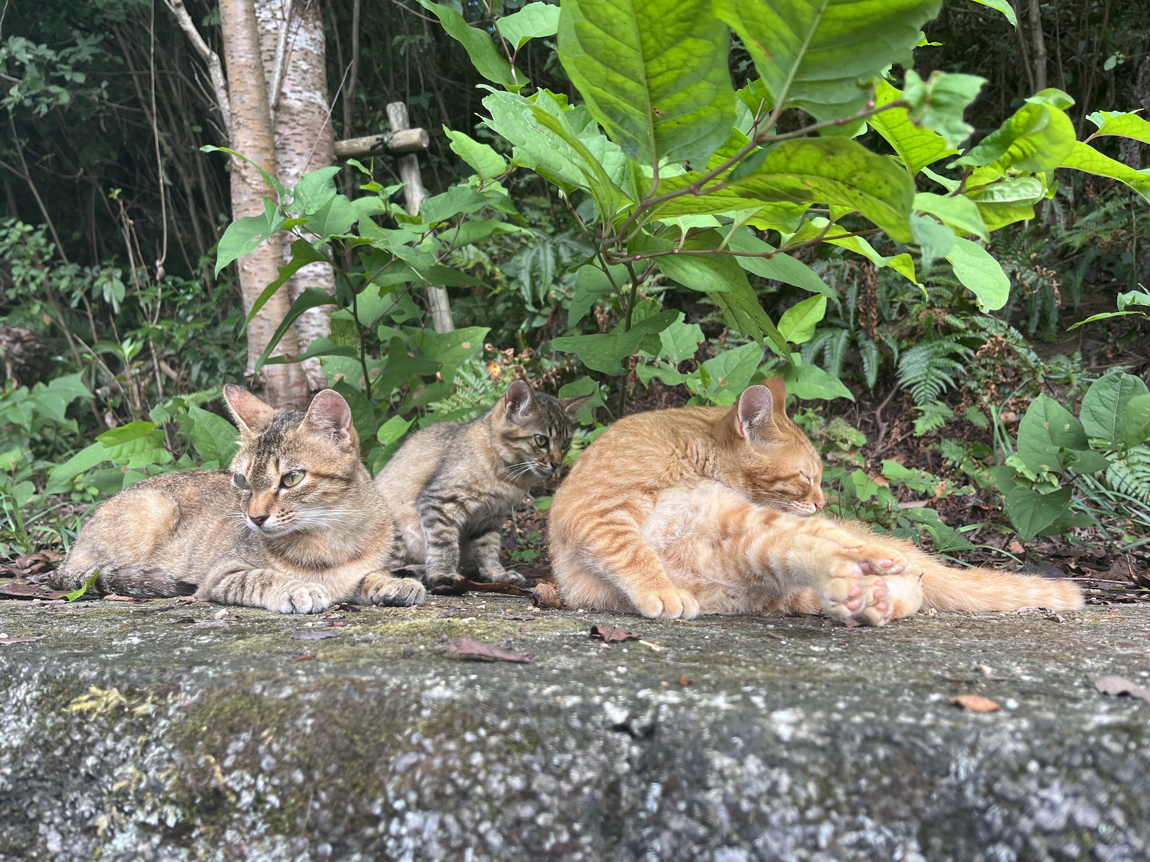 香川 - Ruri Kojima